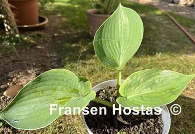 Hosta Sum Zero